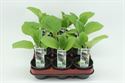 Bild von Aubergine Bio